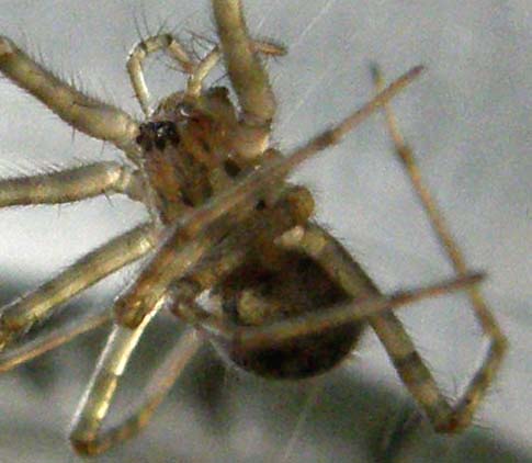 Tegenaria sp.