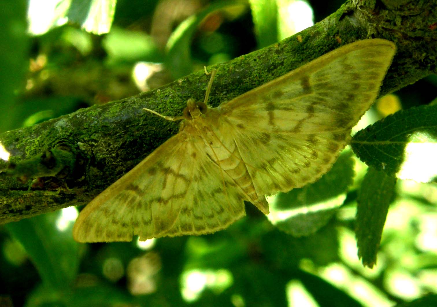 Altre due farfalle da identificare
