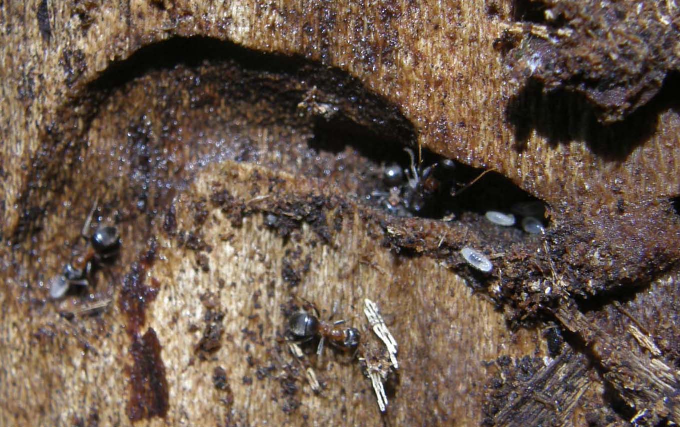 Formicaio nel tronco di un albero - Lasius emarginatus