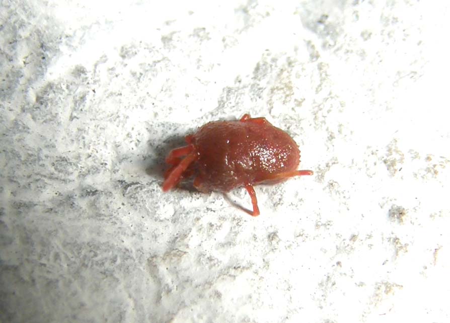 Tanatosi di Acaro Trombididae