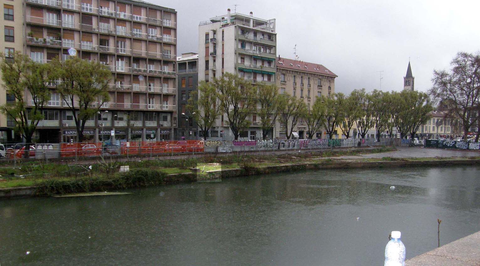 Airone cenerino (Ardea cinerea) ...a pesca nel centro di Milano