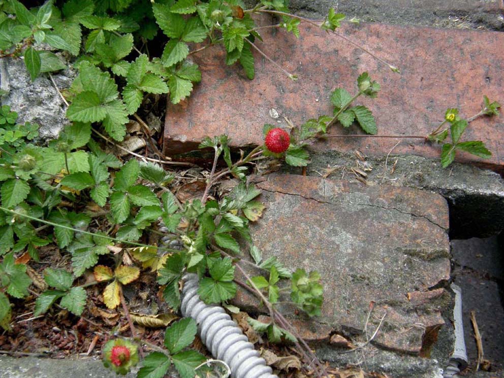 Potentilla indica (=Duchesnea indica)