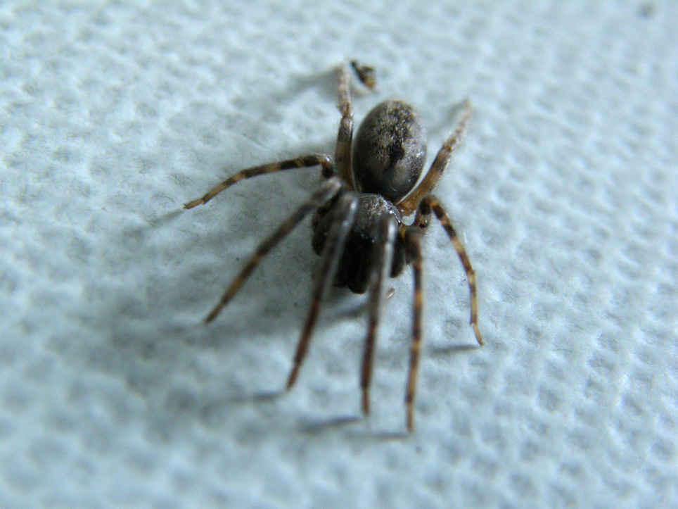 Segestria sp.