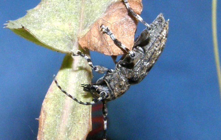 Cerambycidae da identificare: Aegomorphus clavipes