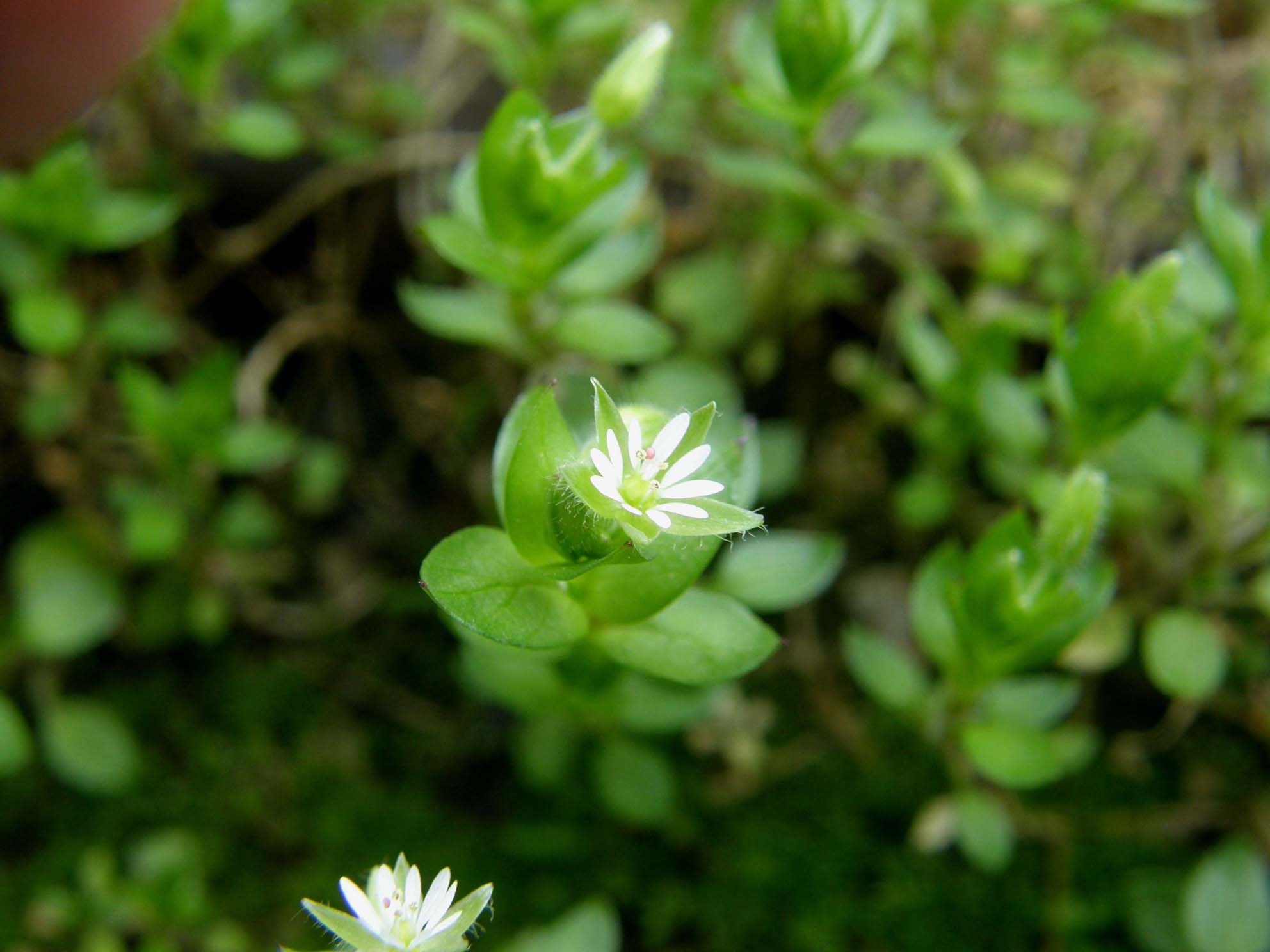 Stellaria media