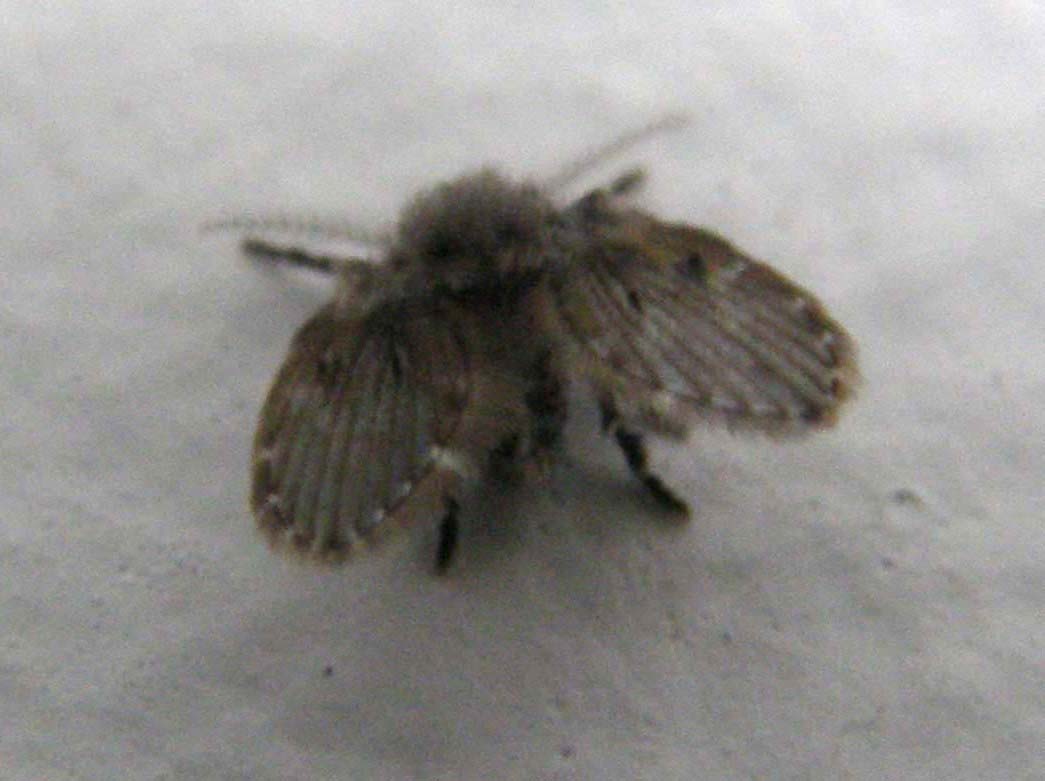 Psicodidae,  sottofamiglia Psicodinae
