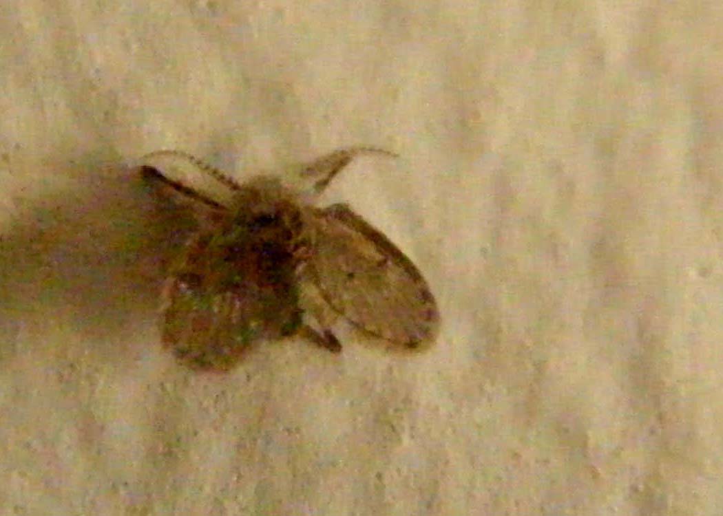 Psicodidae,  sottofamiglia Psicodinae