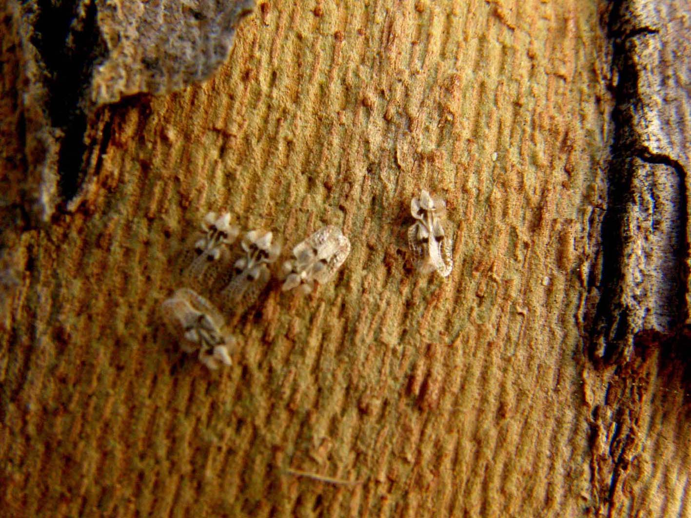 Tingidae da identificare:  Corythucha ciliata