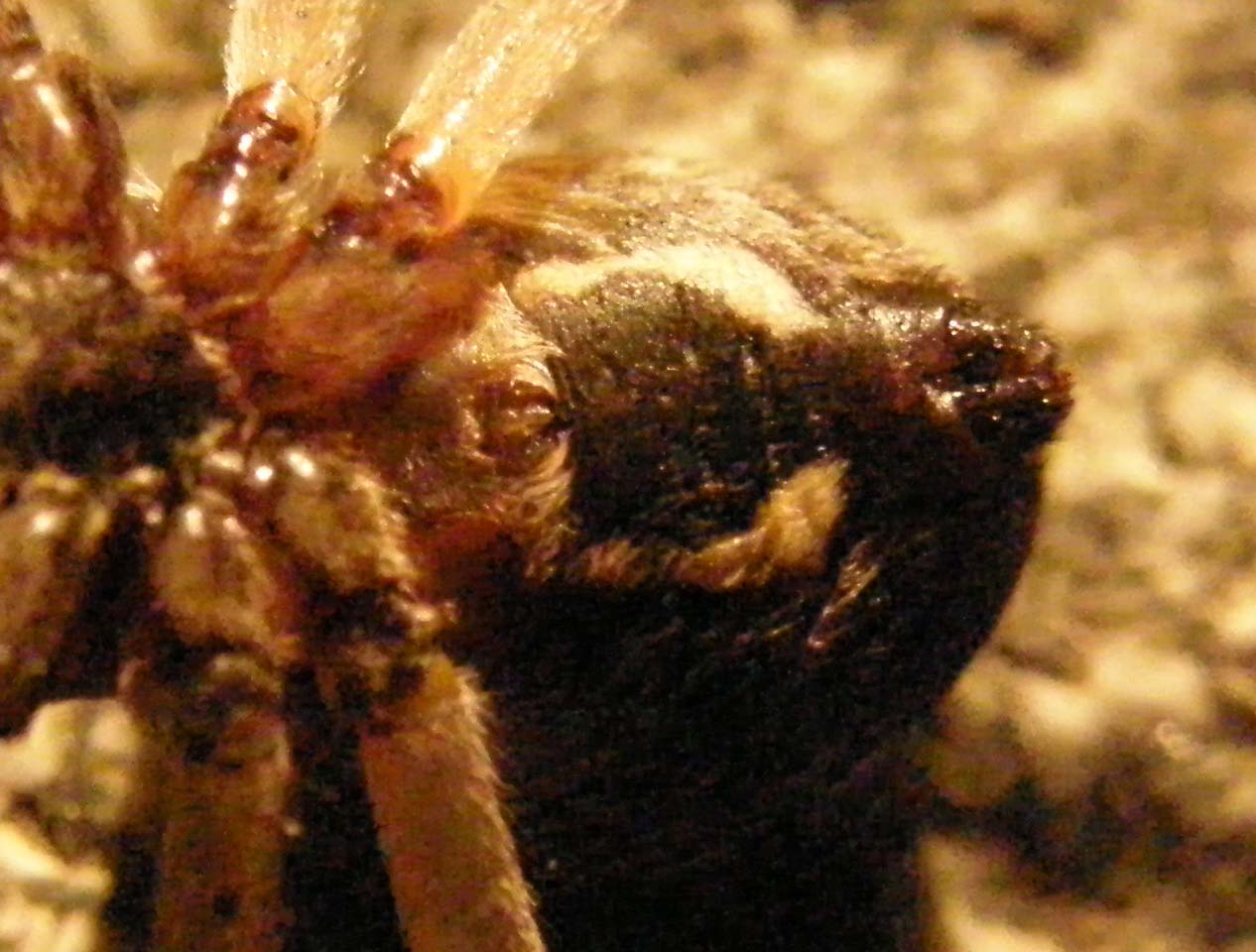 Larinioides sclopetarius
