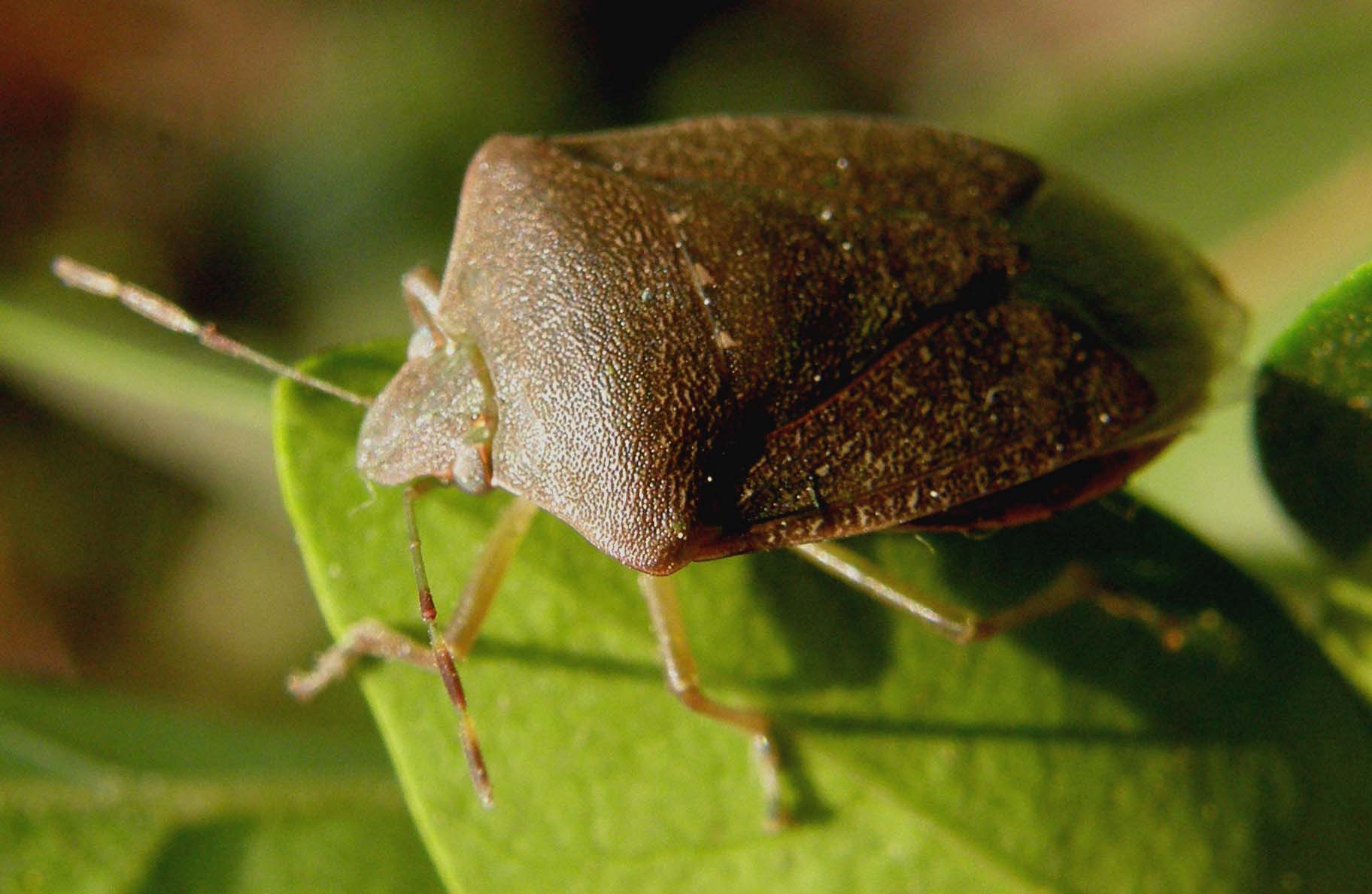 Pentatomidae (?) da identificare