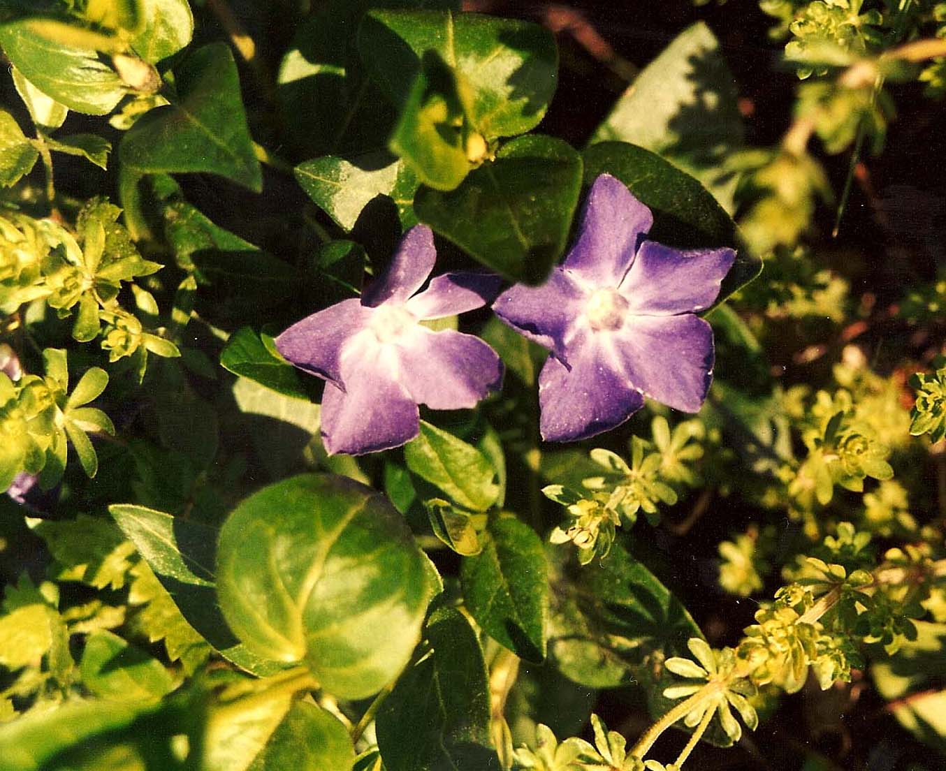 Vinca sp. (Gentianales - Apocynaceae)