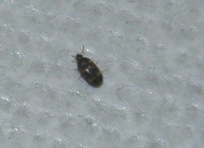 Dermestidae? No. Mycetophagidae: Litargus sp.