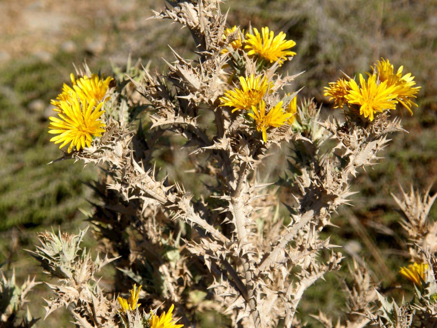 Scolymus hispanicus / Cardogna comune