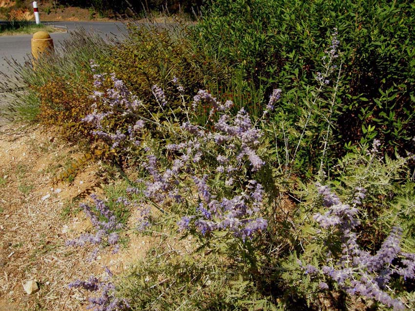 Spighe violacee - Perovskia atriplicifolia