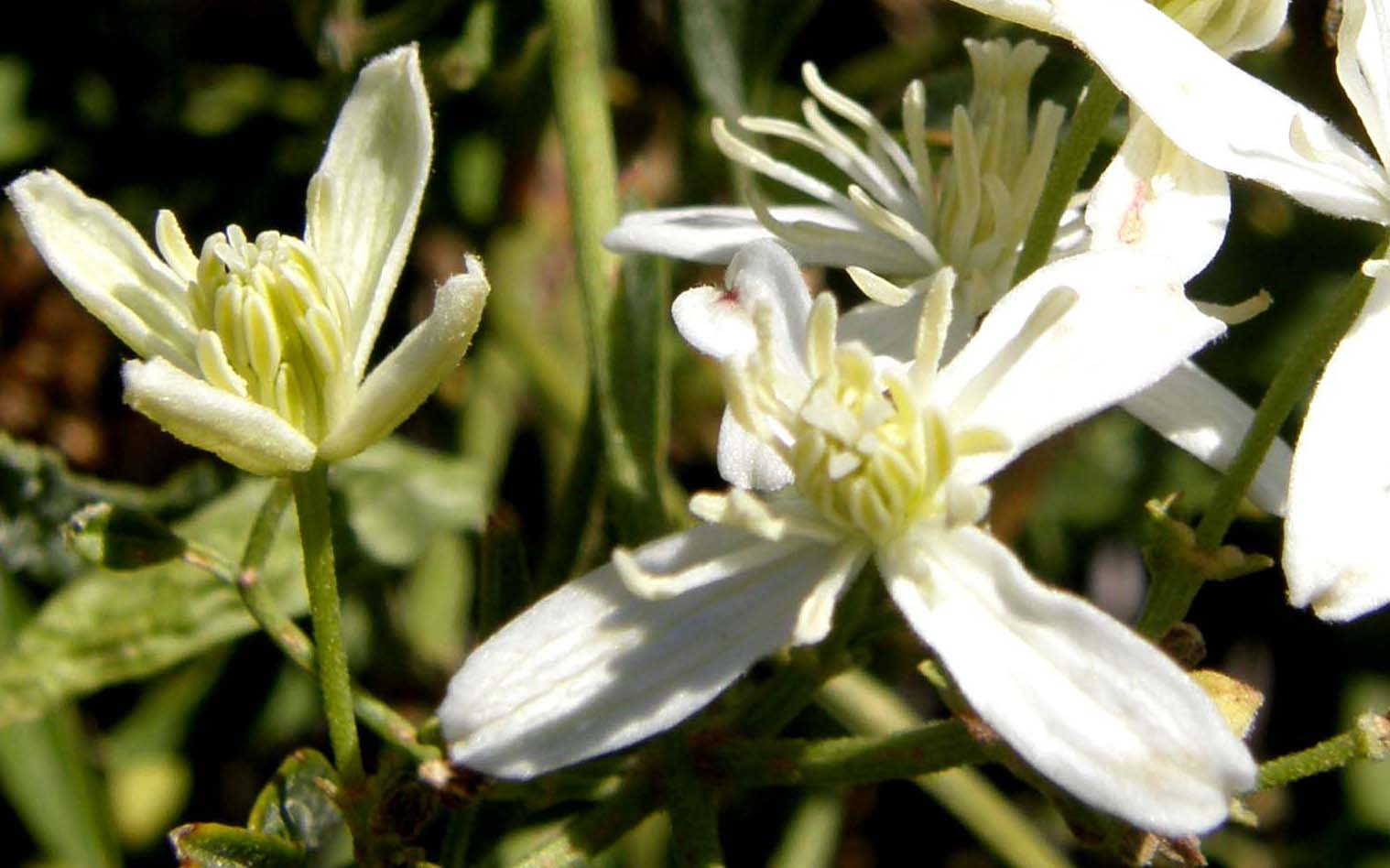 Clematis flammula della Camargue (e C. vitalba)