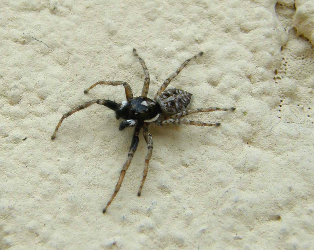 Menemerus semilimbatus