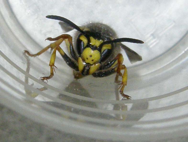 Vespula germanica F (Vespidae)