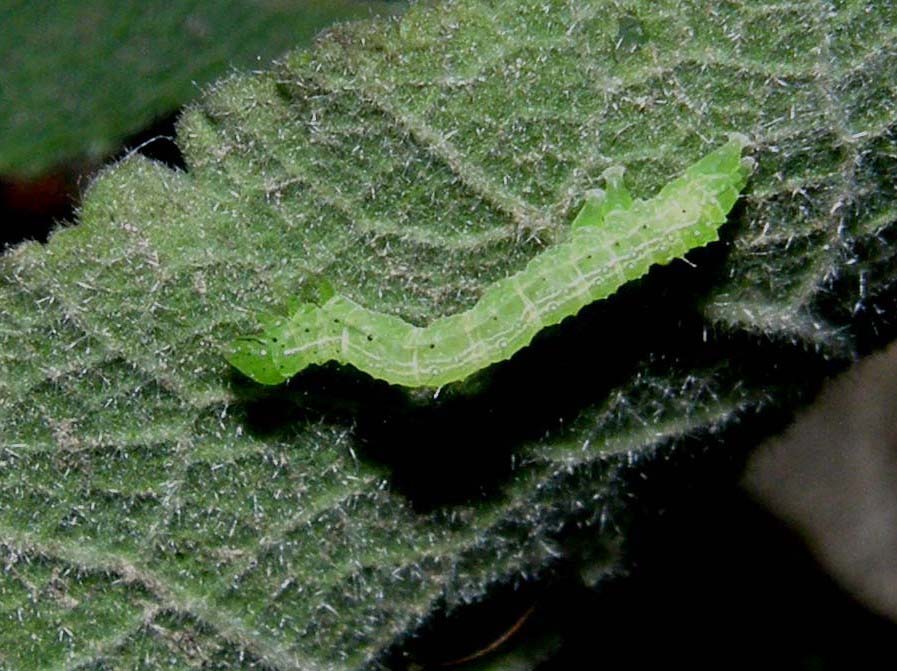 Piccoli bruchi crescono...(Chrysodeixis chalcites)