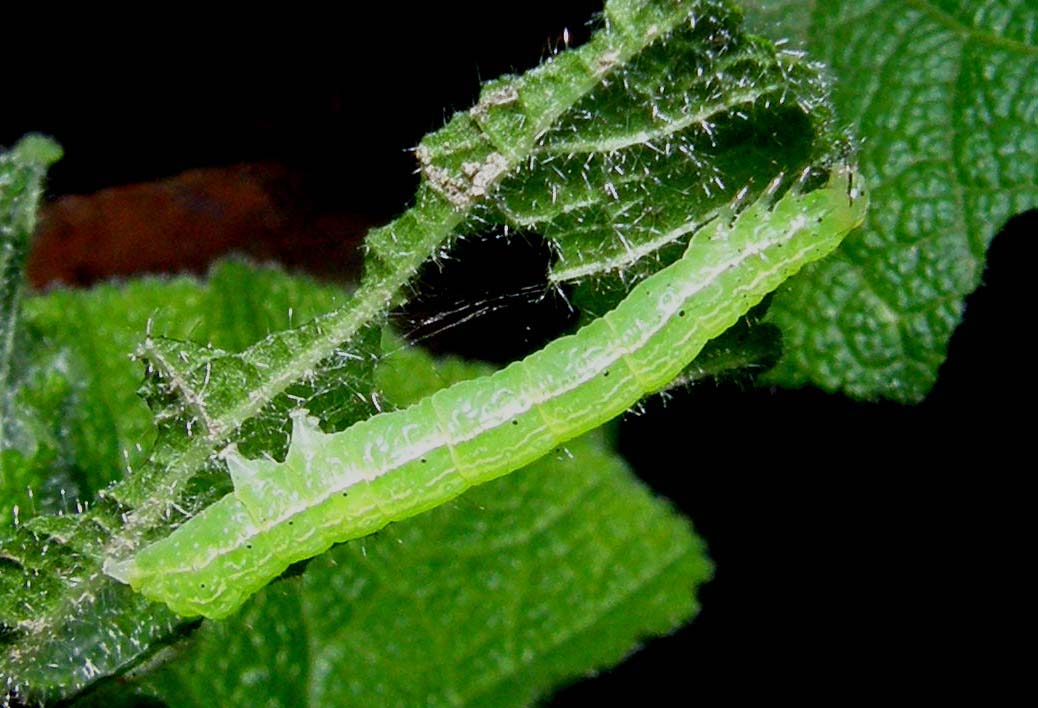 Piccoli bruchi crescono...(Chrysodeixis chalcites)