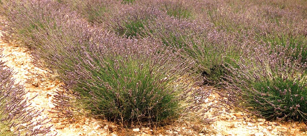 Spighe violacee - Perovskia atriplicifolia