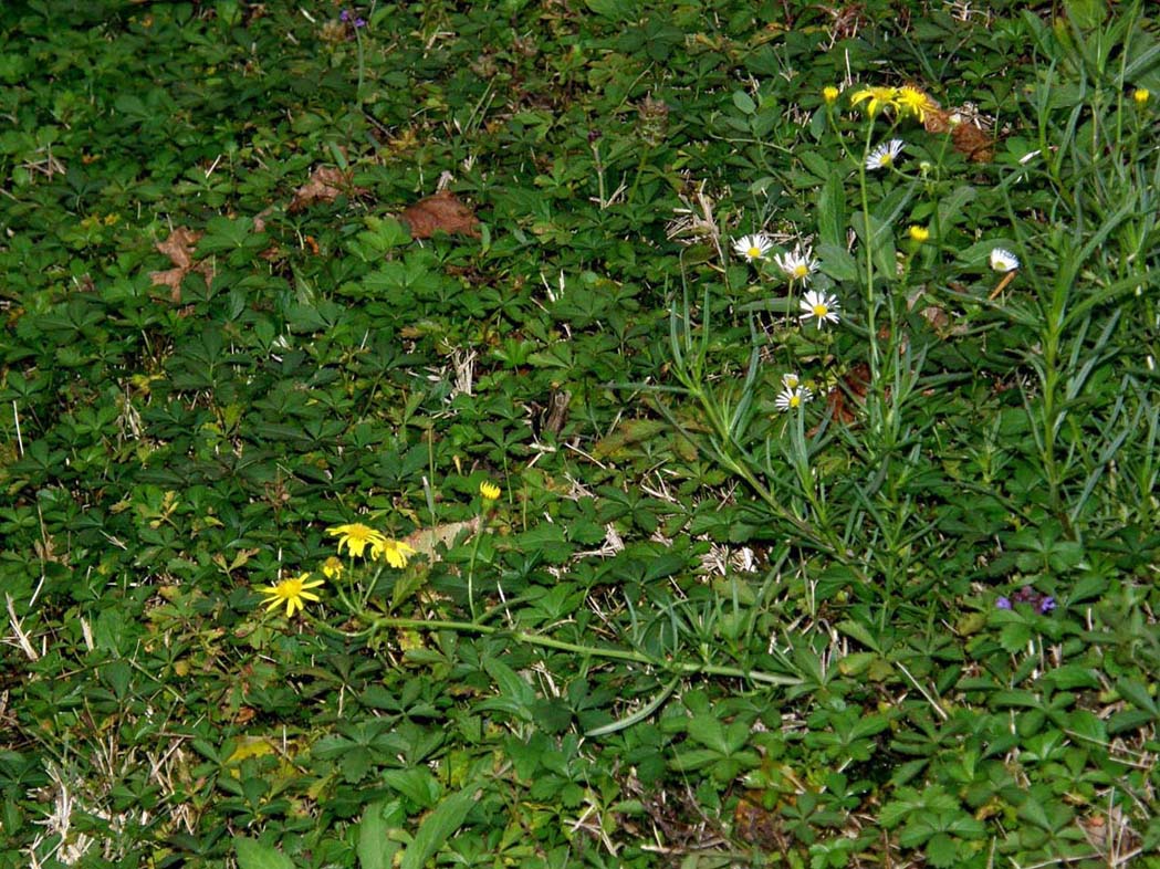 Fiori gialli da identificare - Senecio inaequidens
