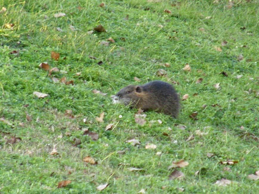 Nutria albina - Basiglio (MI)