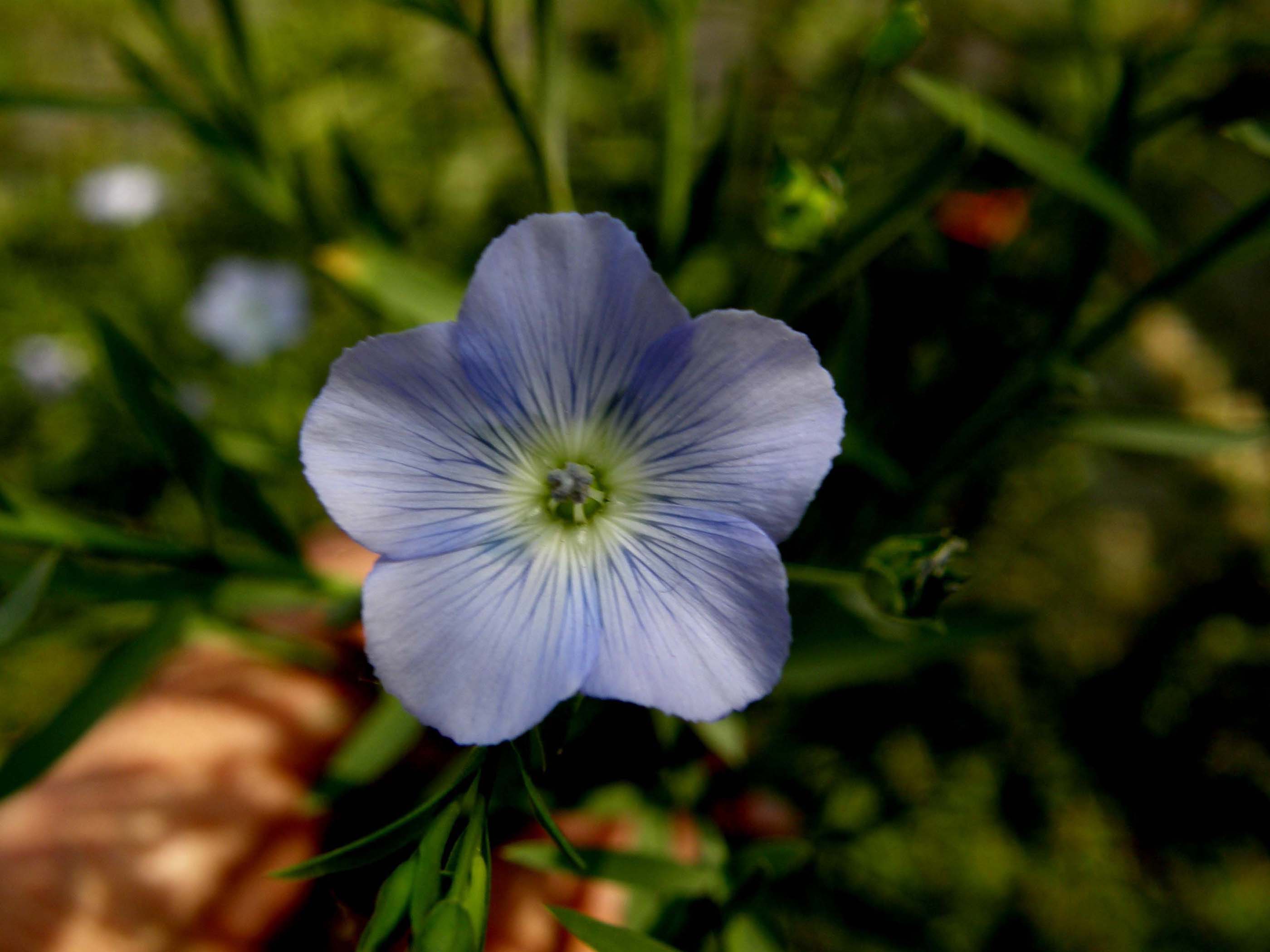 Spontanea o inselvatichita? - Linum sp. (Malpighiales - Linaceae)