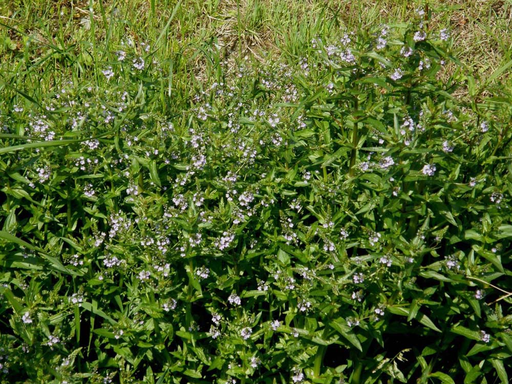 Veronica anagallis-aquatica