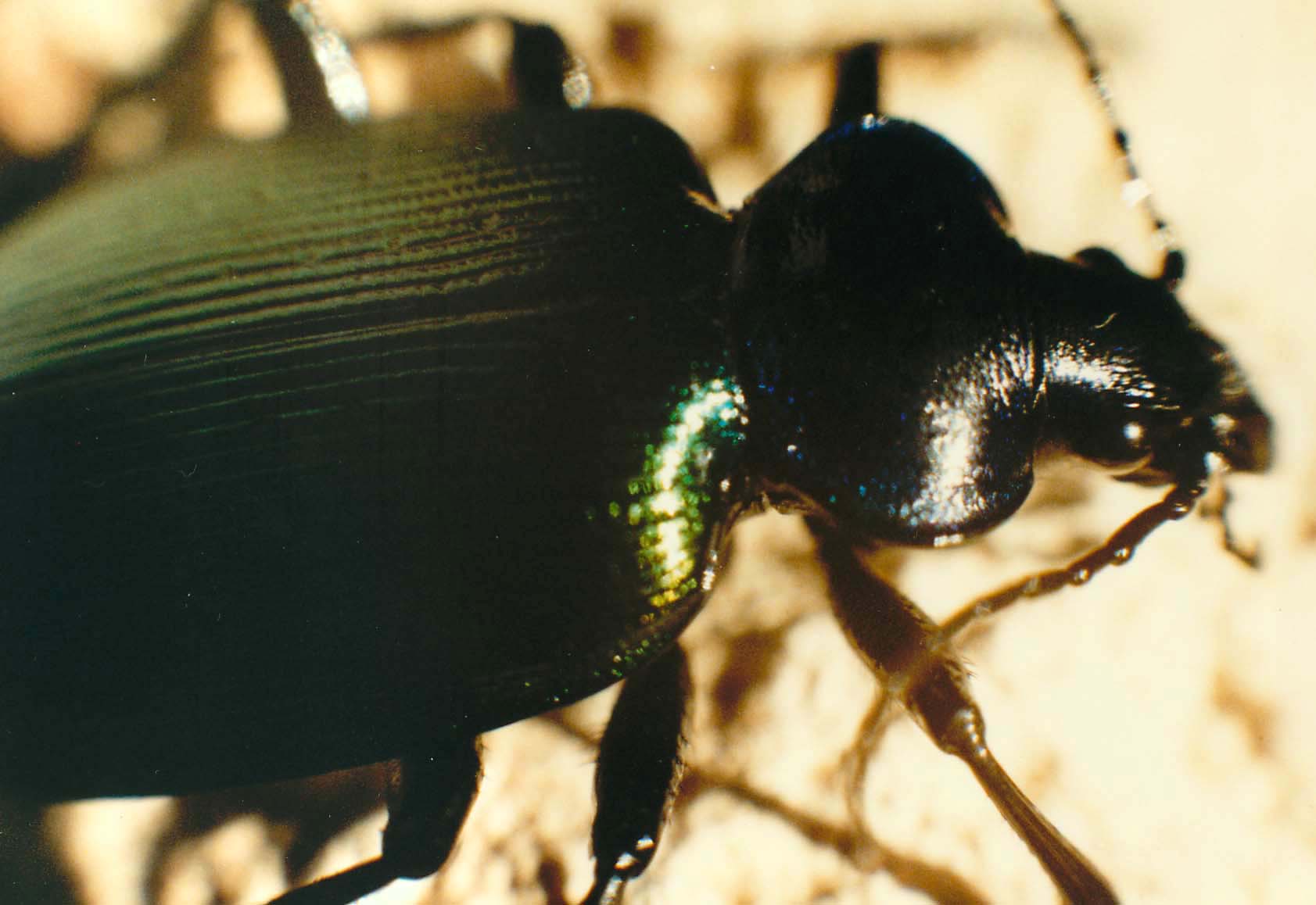 Carabide - Calosoma sycophanta