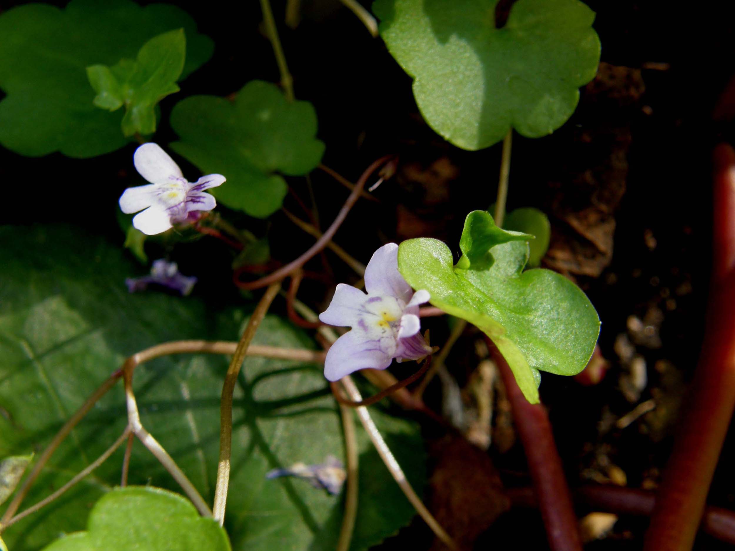 Spontanee sul balcone - Cymbalaria muralis e Umbilicus rupestris
