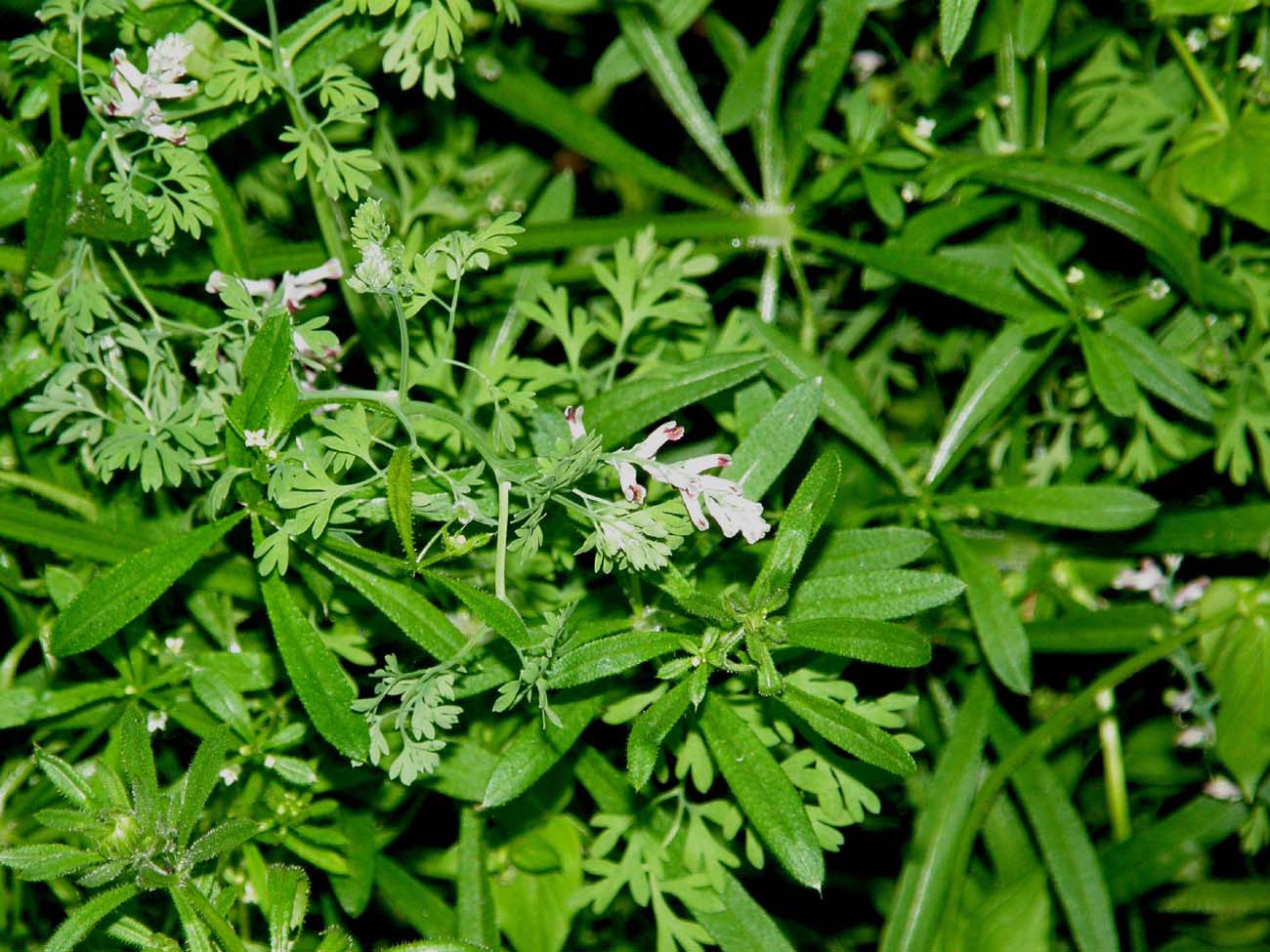 Leguminosa? no, Papaveraceae (Ranuncolares): Fumaria capreolata