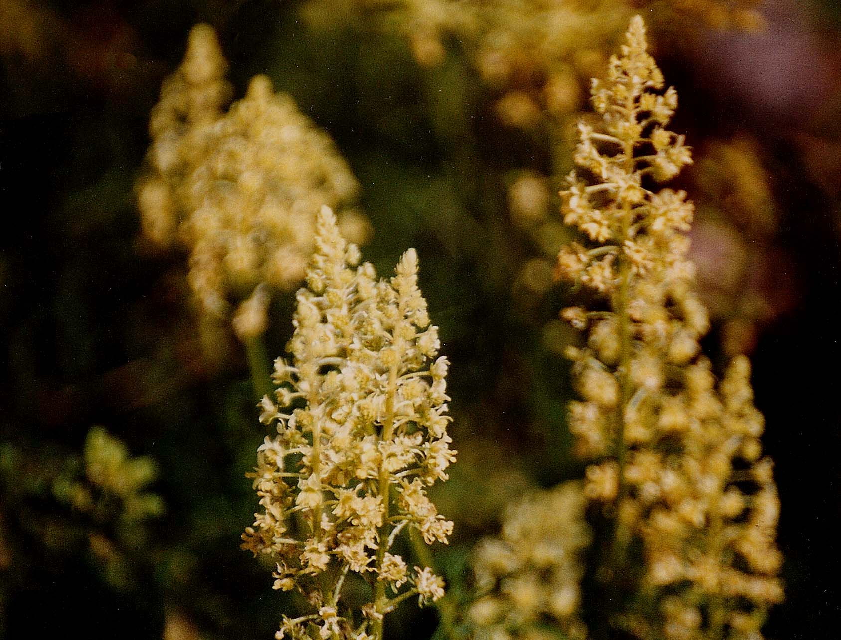Infiorescenza gialla a spiga - Reseda sp. (Brassicales - Resedaceae)