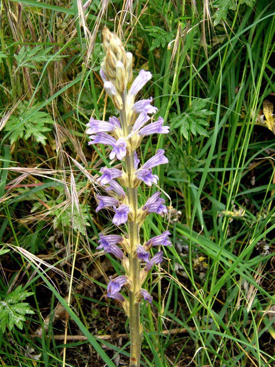 Orobanche ramosa / Succiamele ramoso