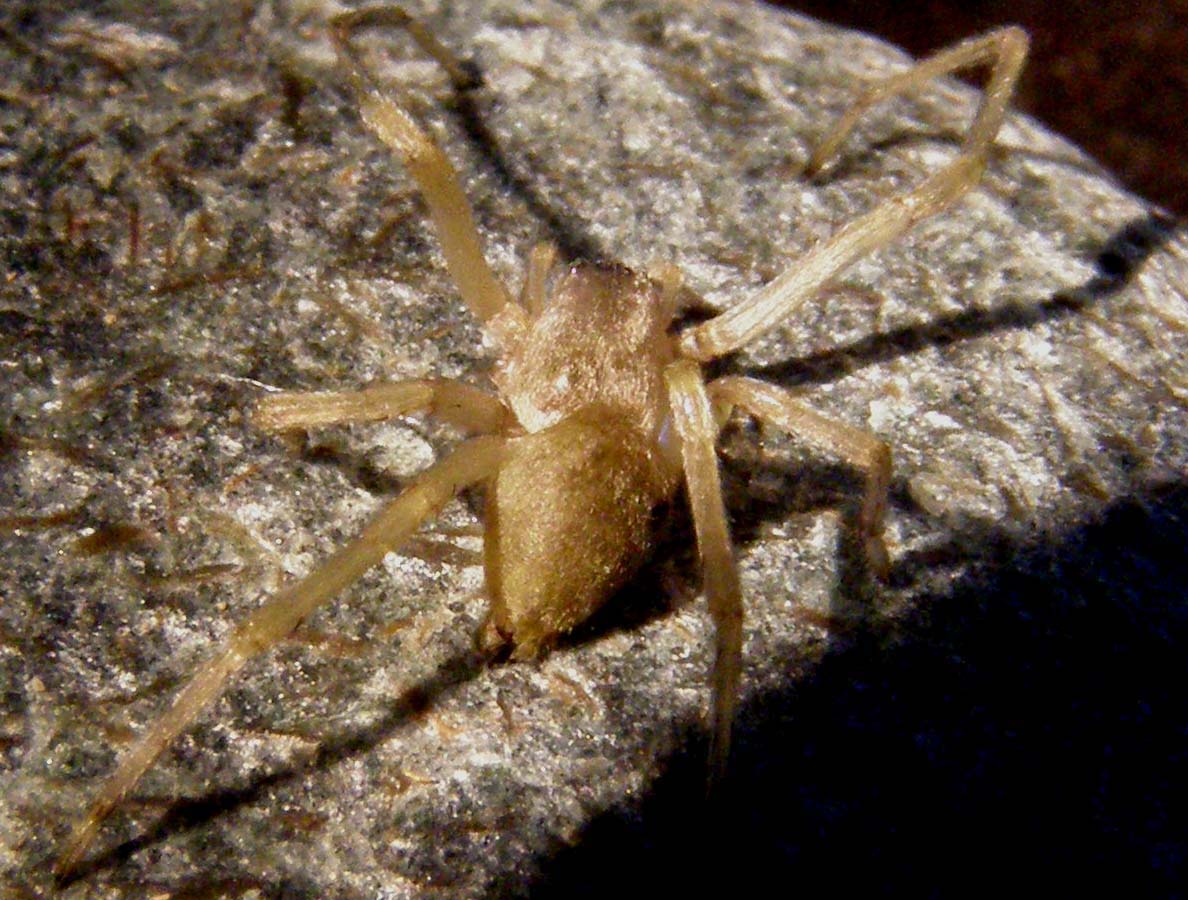 Cheiracanthium sp.