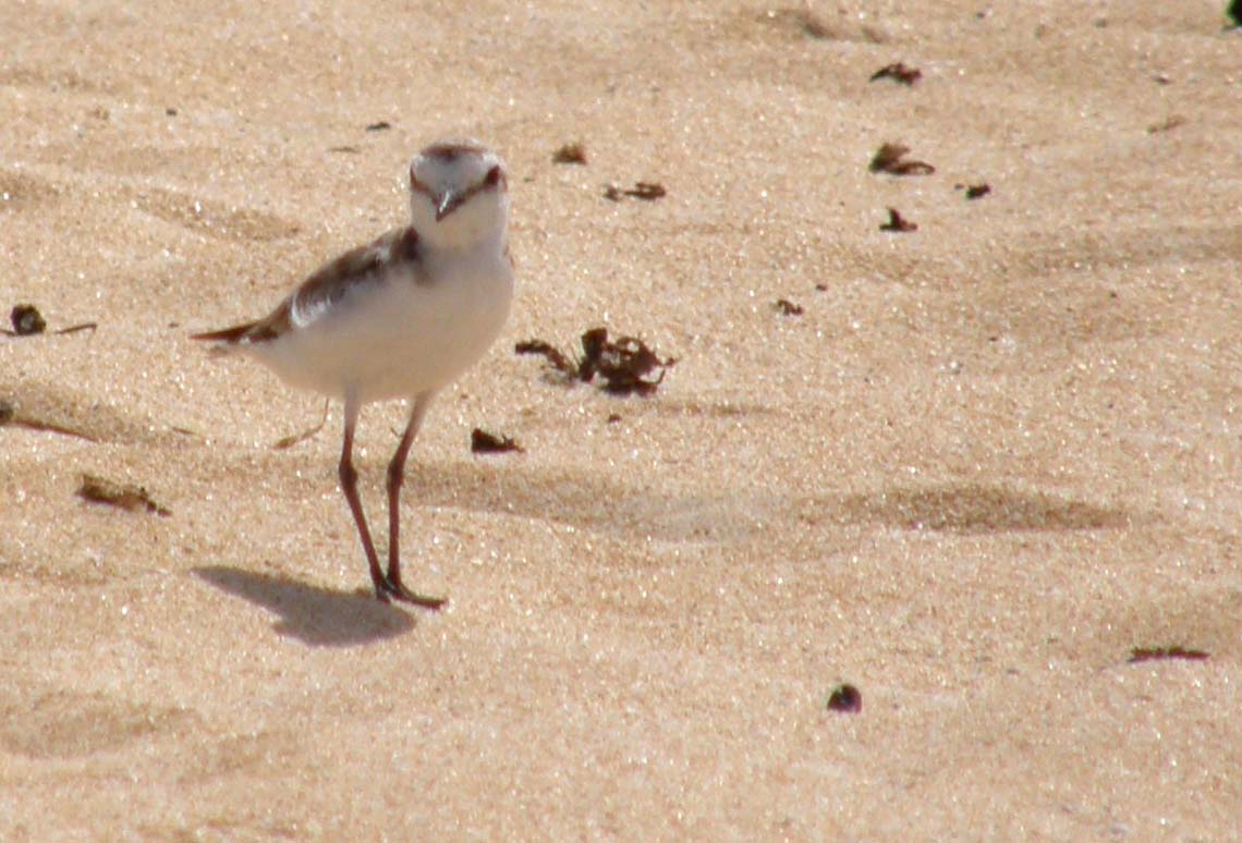 Fratino (Charadrius alexandrinus alexandrinus) delle Canarie (Fueteventura)