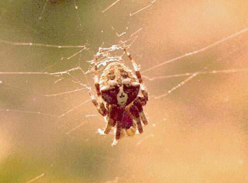 Araneus angulatus