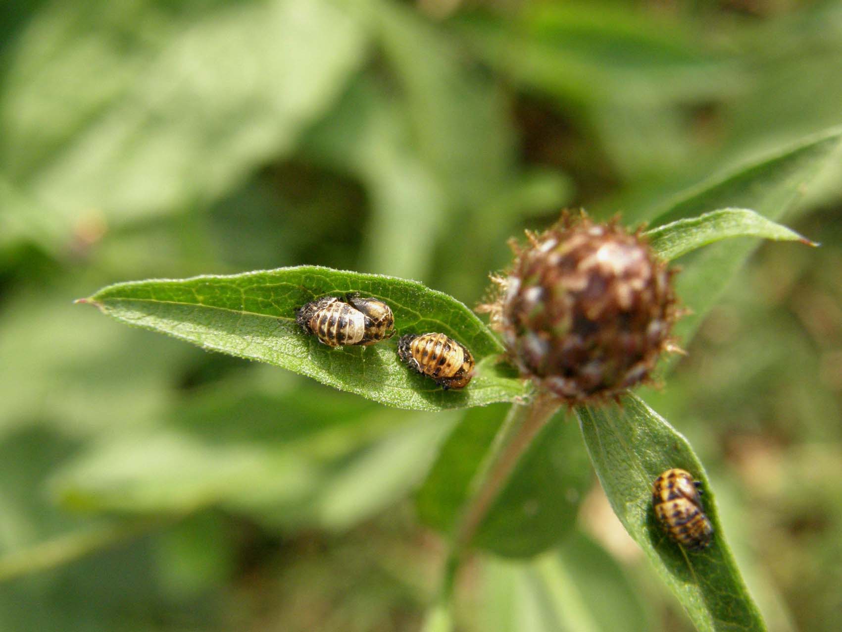 Coccinelle in accoppiamento da identificare