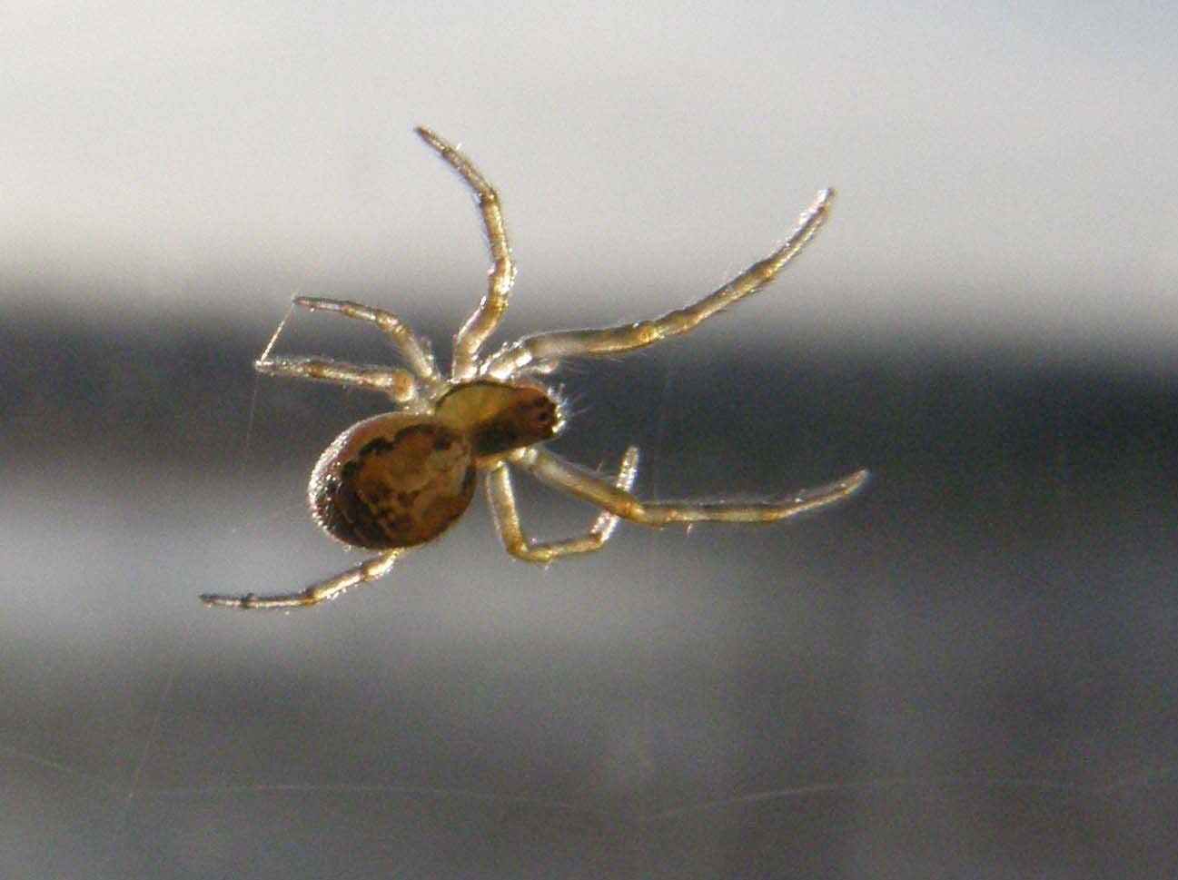 Ragni francesi (Zygiella che tesse e Araneus cf. diadematus)