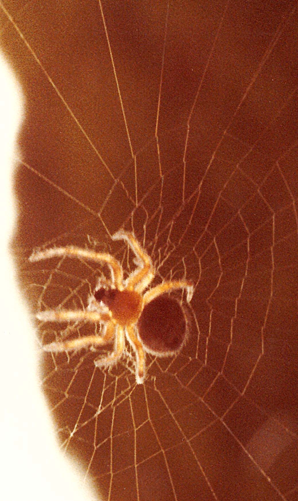 Araneidae