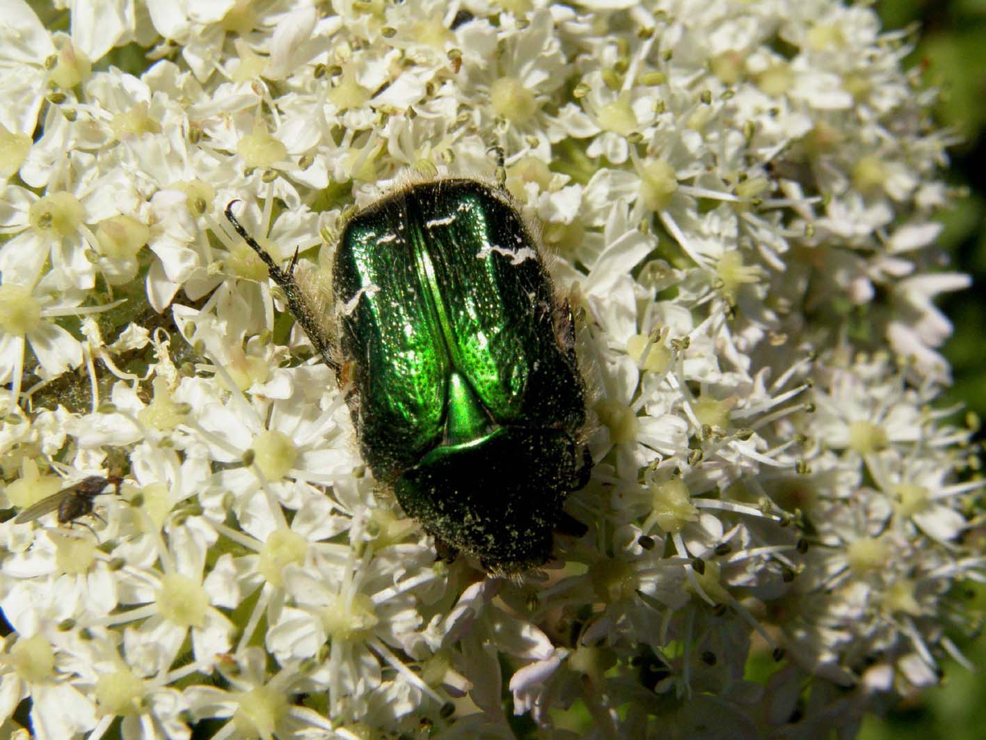 Protaetia cuprea (Cetoniidae) e Lachnaia italica (Chrysomelidae)