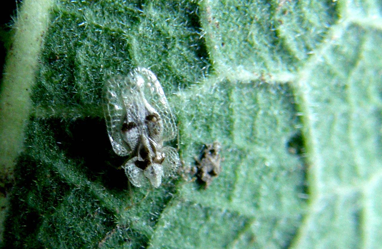 Tingidae da identificare:  Corythucha ciliata