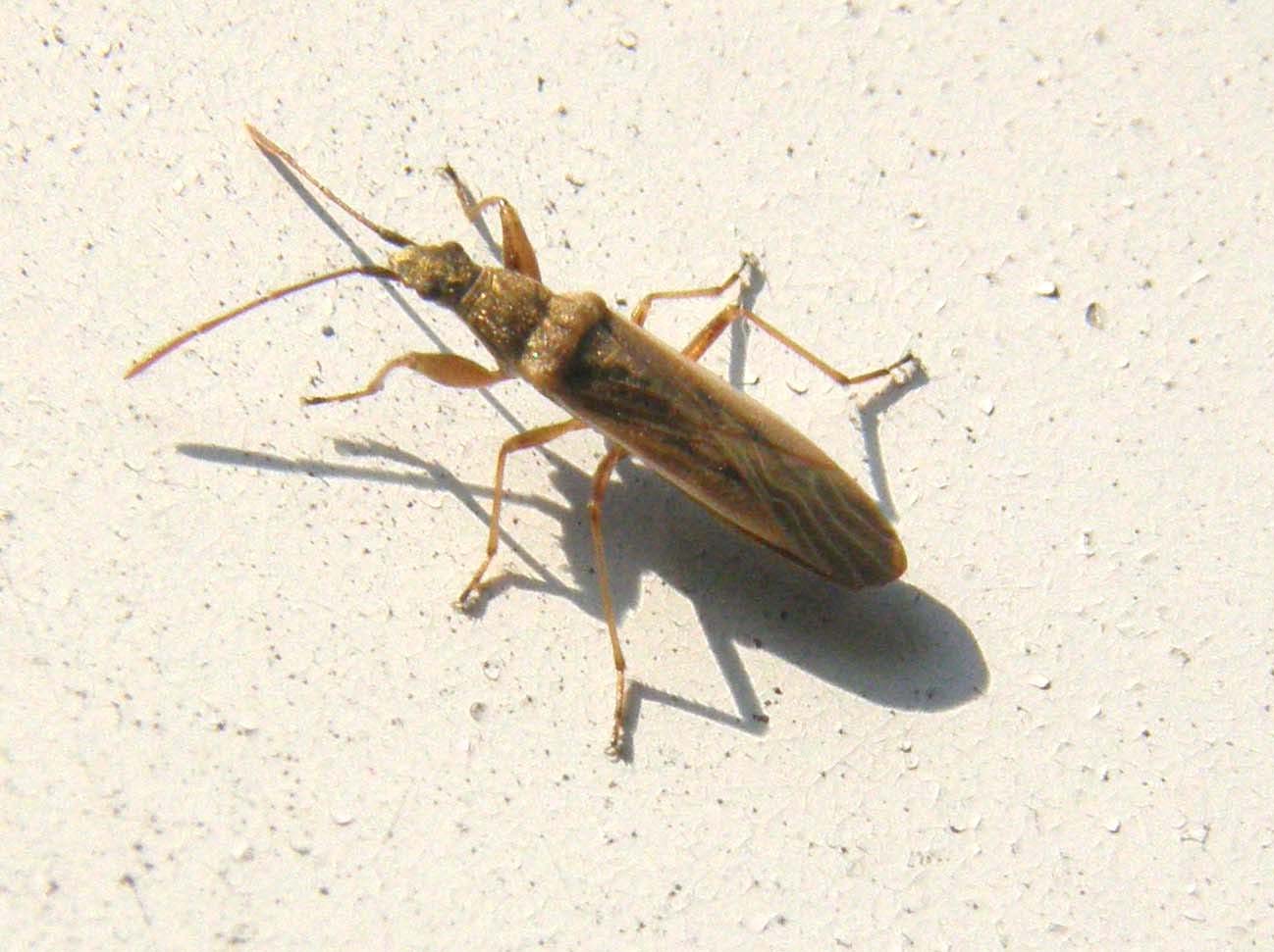 Eterottero da identificare