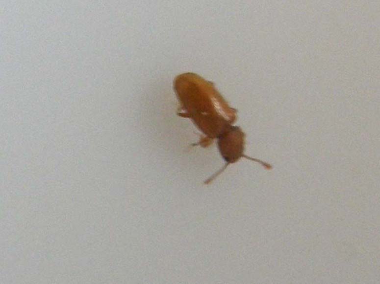 Ahasverus advena (Silvanidae)