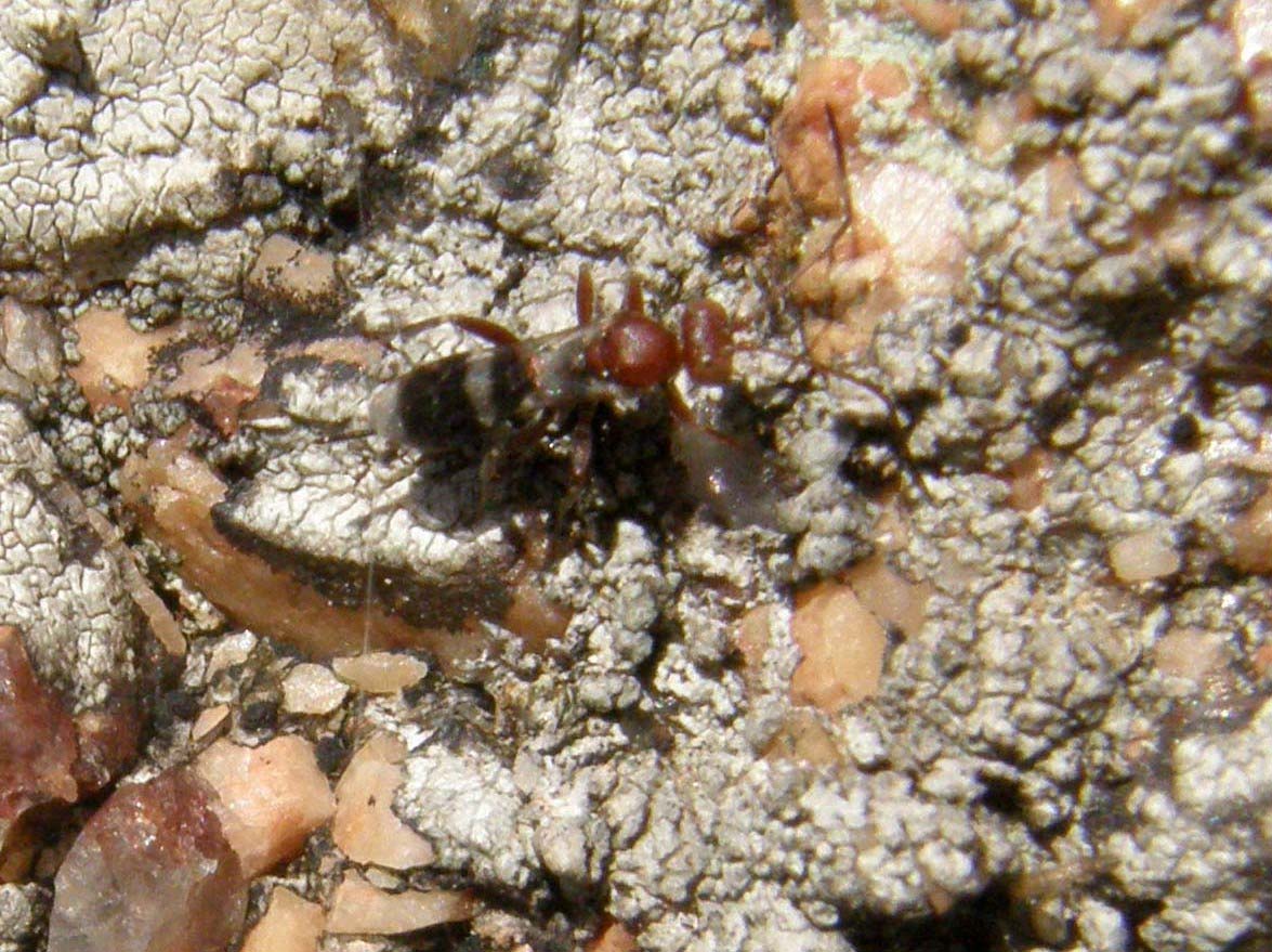 Braconidae (?) della Bretagna