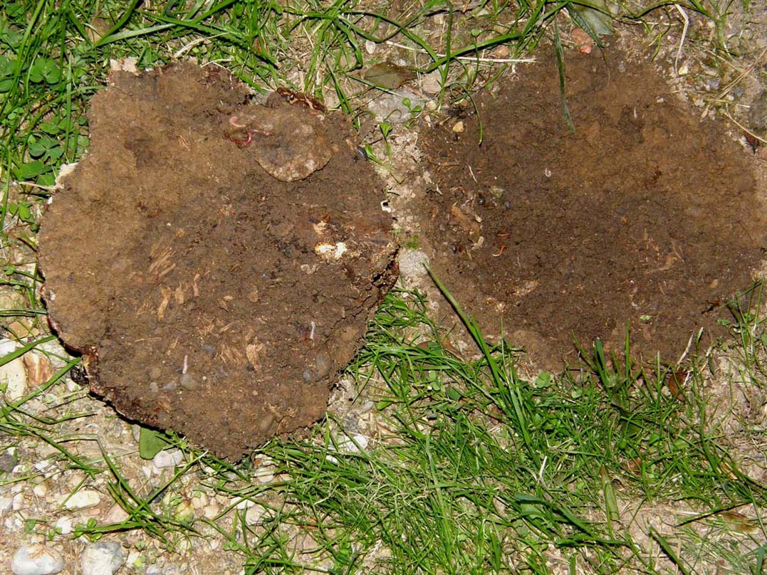 Fungo o alieno? (Ganoderma resinaceum)