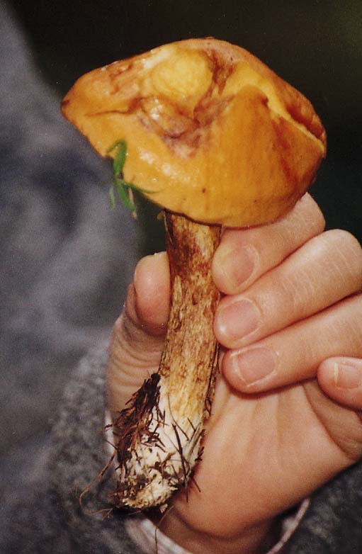 Boletus?