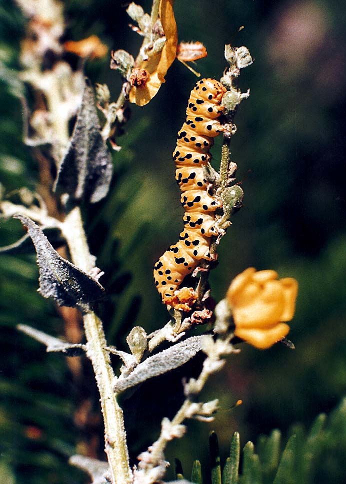 bruco giallo...a pois neri