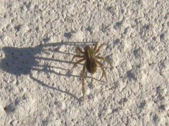 Un Lycosidae e Pritha sagittata