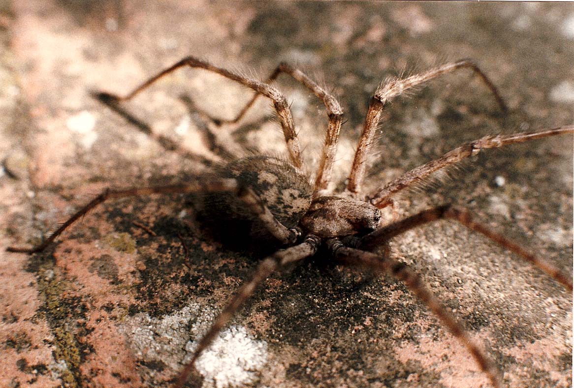 Tegenaria sp.