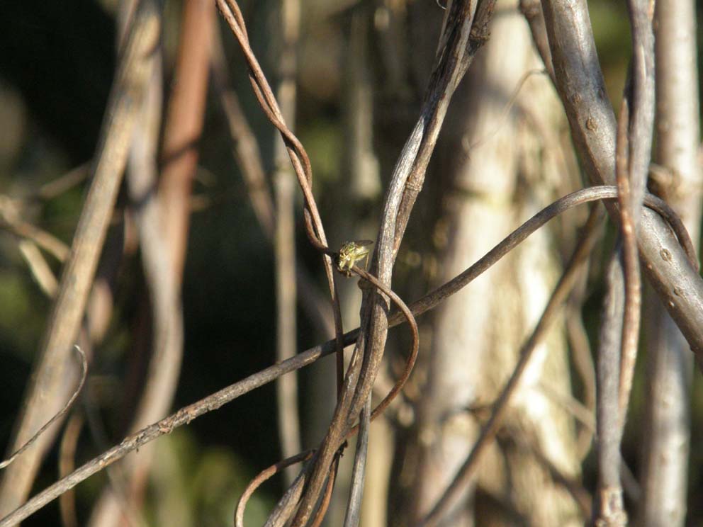 Scathophaga stercoraria  (Scathophagidae)